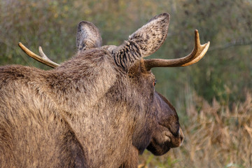 Moose Autumn Netherlands