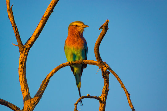 Southern Carmine Bee-eater