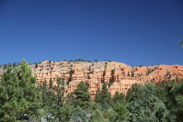 Dixie National Forest NP - Utah - USA 