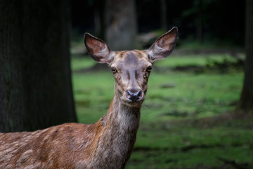 Red Deer