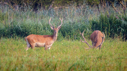 Red Deer