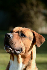 Obraz premium Cross breed dog portrait