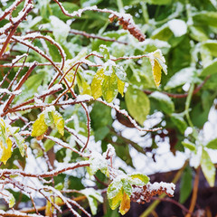 .The green and yellow leaves of the bush under the first snow. Background. Focus concept.