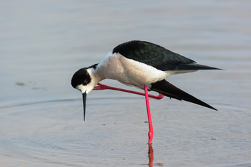 Cavaliere d'Italia,ritratto,toelettatura nello stagno,Himanthopus himantopus