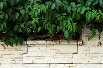 plants on the wall