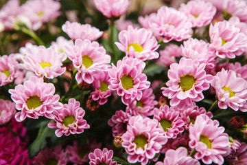purple spray chrysanthemum
