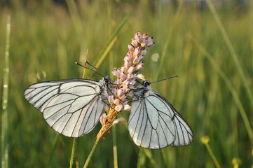 Aporia crataegi