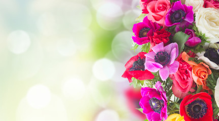 Fresh colorful anemones and roses flowers border on garden bokeh background with copy space banner