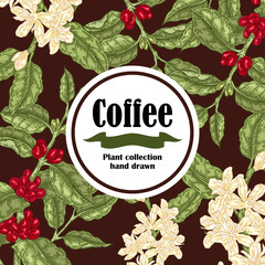 Banner with coffee plant. Coffee beans and blooming branch. Vector illustration