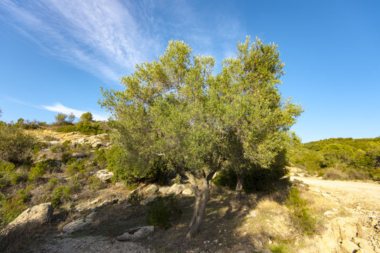 Wild Olive trees at the country road in Greece