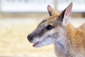 Agile wallaby (Macropus agilis) also known as the sandy wallaby