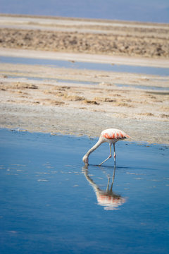 Flamingos in South America.