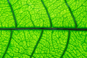 background of green leaf texture,