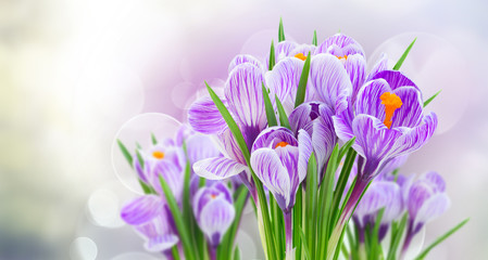 Violet crocus flowers on gray spring bokeh background banner