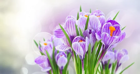 Poster Blumen und Pflanzen Violette Krokusblüten auf grauer Frühlingsbokeh-Hintergrundfahne