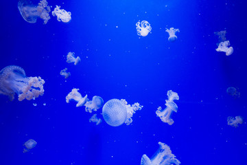 Obraz na płótnie Canvas Underwater ocean