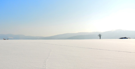 Winter landscape with snow
