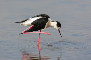 cavaliere d'Italia,ritratto,toelettatura nello stagno,sfondo chiaro,Himanthopus himantopus