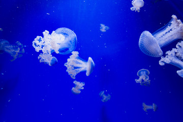 Fototapeta na wymiar Underwater ocean