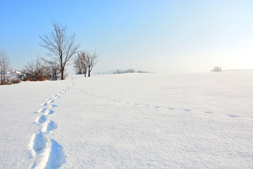 Fototapeta na wymiar Winter landscape with snow 