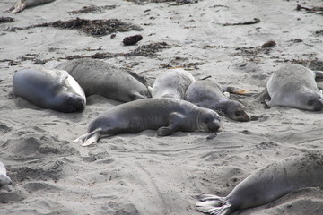Colony of Elephant Seals at the Pacific Ocean -- USA 