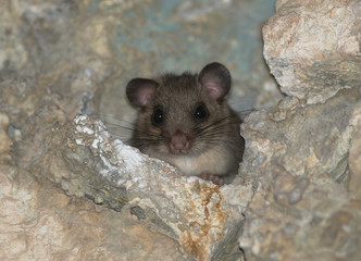 primo piano di ghiro,sfondo chiaro, Glis glis