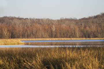 Seasons background, fall or winter landscape with lake, bare branches, golden grass