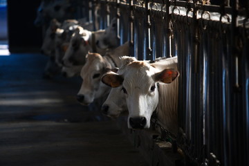 Bovini razza piemontese nella stalla © enrico scarsi