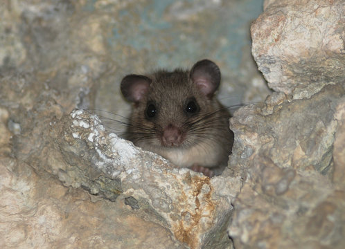 primo piano di ghiro,sfondo chiaro, Glis glis