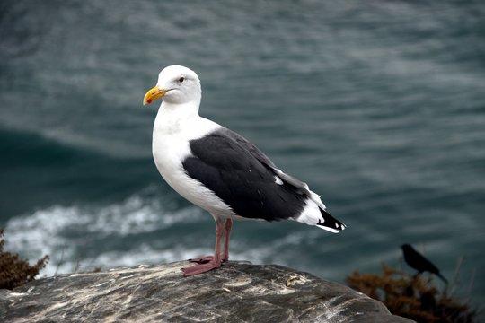 Seagull at the Coastline -- USA 