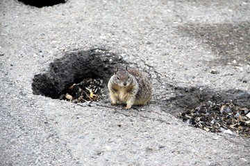 Nice Squirrel in a hole