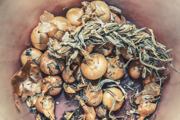 harvest of fresh onions