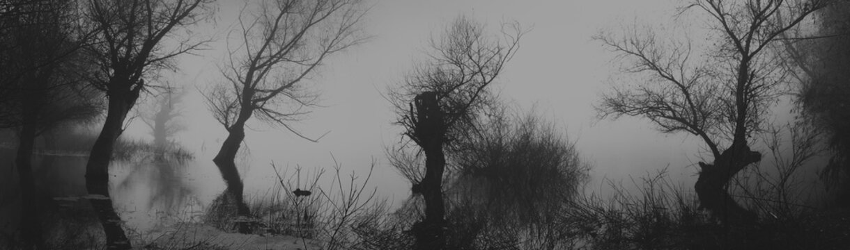 Spooky dark landscape showing silhouettes od trees in the swamp on misty night