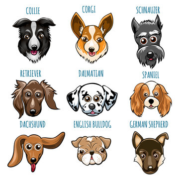 Various Dog Head Set