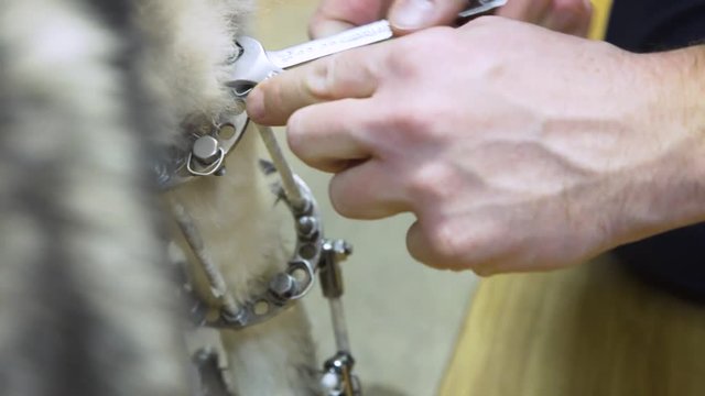 Veterinarian makes adjustments Dog with broken paw with External ring fixation technique in orthopedic medicine in veterinary clinic. Dog and Broken leg with metal fixator, External Fixation Ilizarov