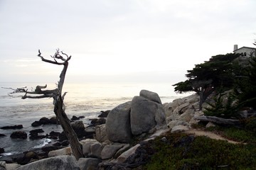 Beautiful old Trees along the Coast Line -- USA 