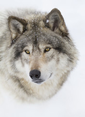Obraz premium Timber Wolf lub Gray Wolf (Canis lupus) portret zbliżenie w śniegu w zimie w Kanadzie