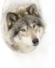 Naklejka na ściany i meble Timber Wolf or Grey Wolf (Canis lupus) isolated on a white background portrait closeup in winter snow in Canada