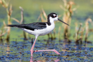 Black-necked Stilt