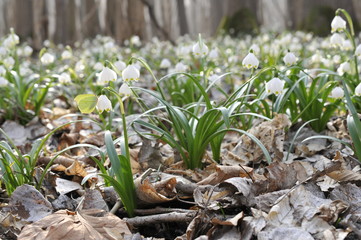 Leucojum vernum