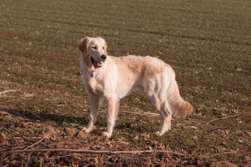 Golden Retriever