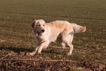 Golden Retriever