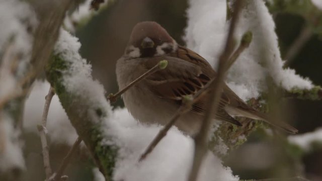 field sparrow in winter - 5k red epic footage