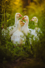 Five young goose together sit in the grass