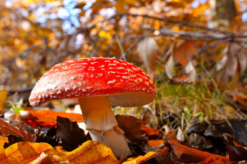 Fly Agaric (Amanita muscaria), poisonous toadstool from Forests