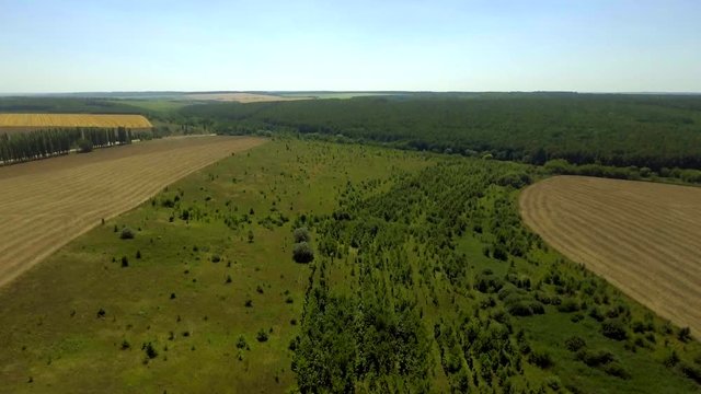 Top view on a harvested field of wheat with a small green tree plantation in the center.