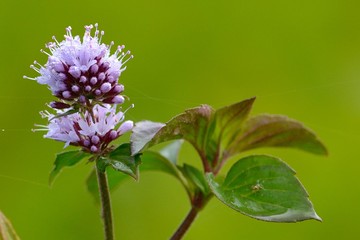 Wild Water Mint Flower, against Natural Green Background © Iliuta