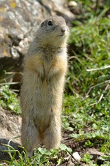 European Ground Squirrel or Souslik in Springtime