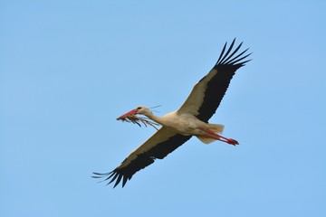 White Stork in Flight