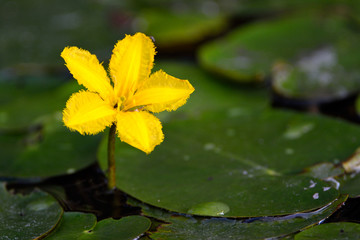 Yellow Floating Heart (Nymphoides peltatum) flower on Water